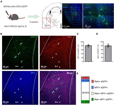 A combinatory genetic strategy for targeting neurogliaform neurons in the mouse basolateral amygdala